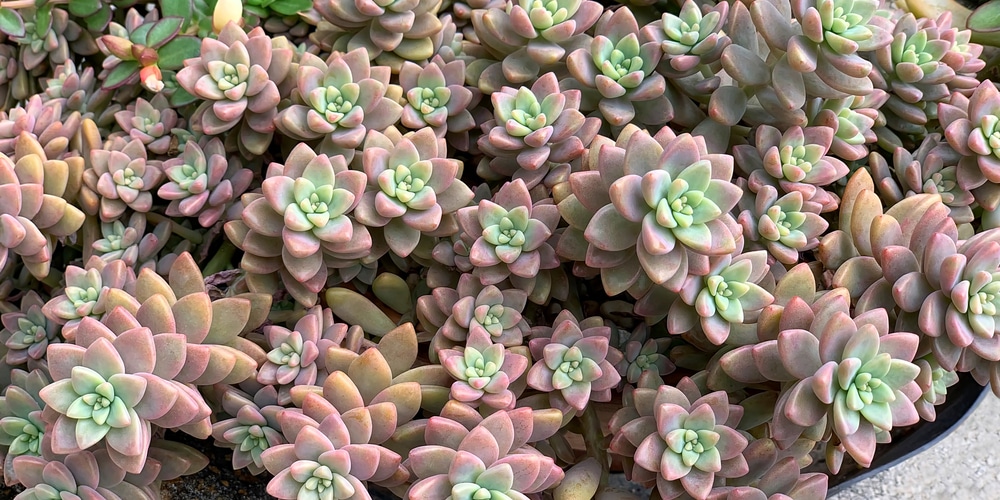 Graptoveria Harry Watson 