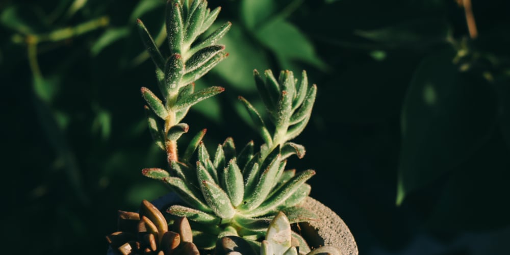 Graptoveria Olivia