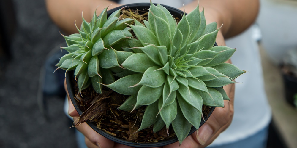 Graptoveria Silver Star 