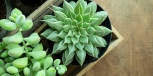 Graptoveria Silver Star