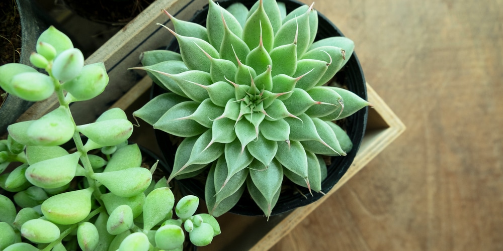 Graptoveria Silver Star 