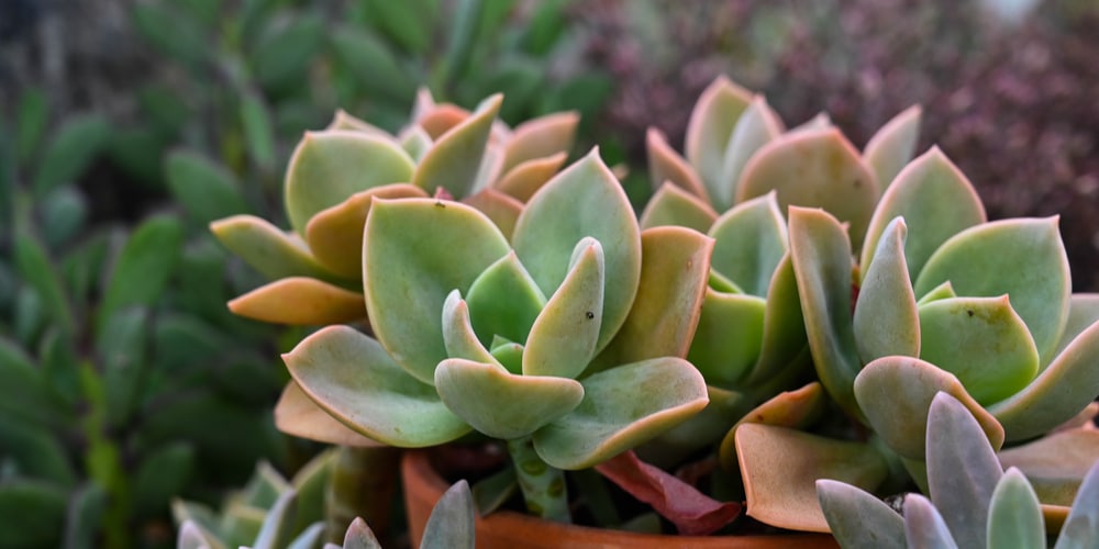 Graptoveria Titubans