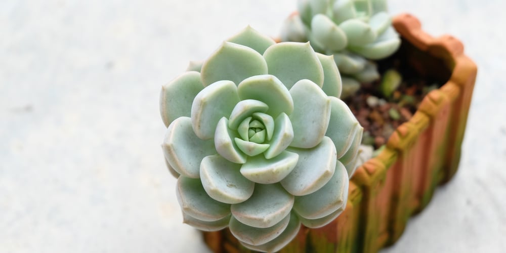 Graptoveria Titubans