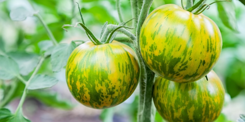 Best Tomatoes to Grow in Sacramento