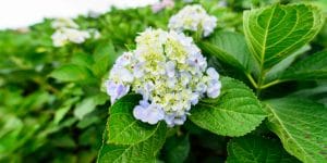 Hydrangea Macrophylla