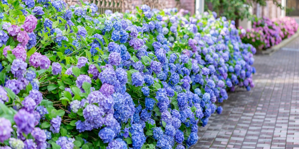 Hydrangea Macrophylla