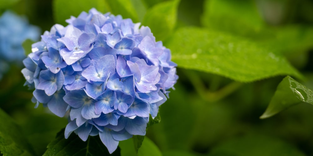 big ball flowers