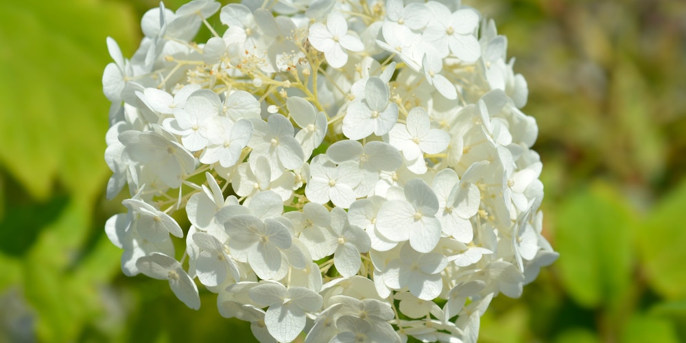 Hydrangeas For Full Sun