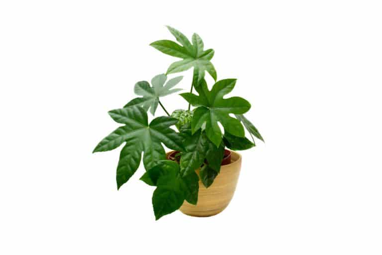 Japanese House Plants Tall Plants to Add to Your Home