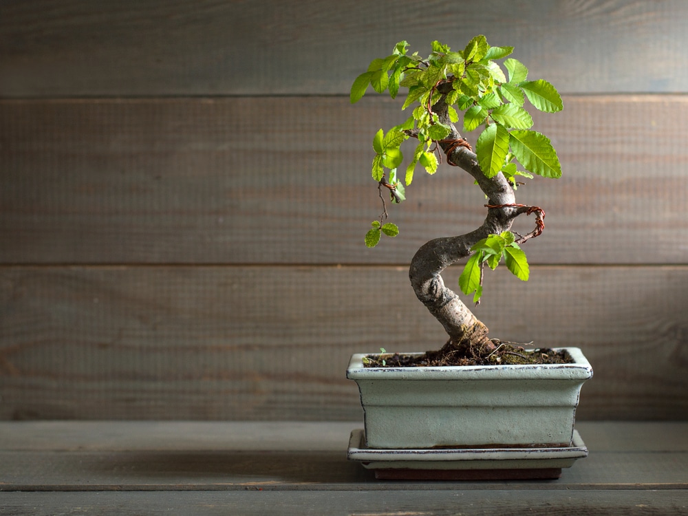 Japanese House Plants