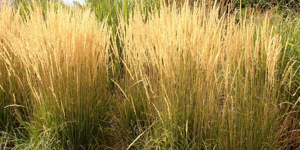 Karl Foerster Grass Spacing