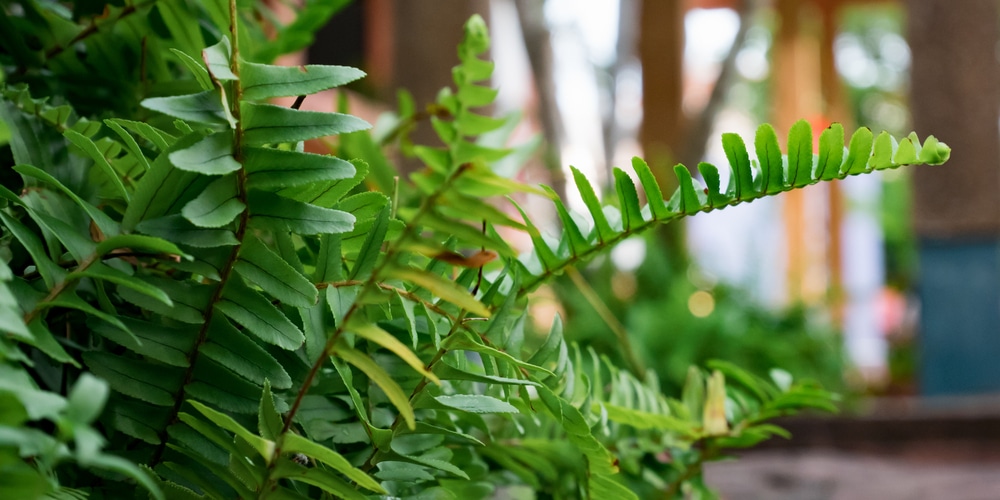 Kimberly Queen Fern Care