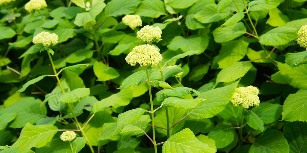 Hydrangeas For Full Sun