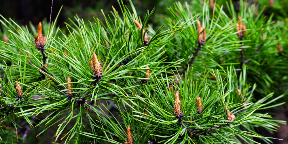 Pine Trees in Maryland