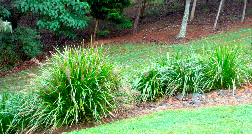 breeze lomandra grass