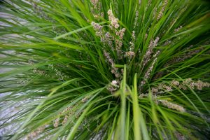 breeze lomandra grass