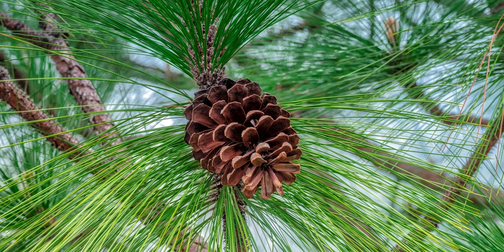 Pine Trees in Texas