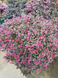 carolina midnight loropetalum