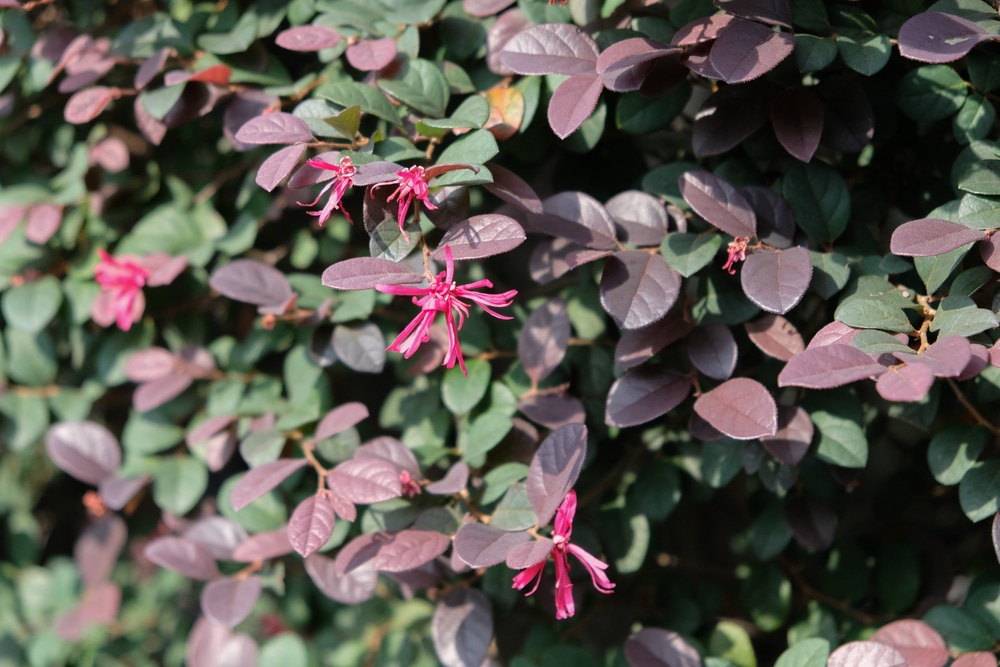 carolina midnight loropetalum