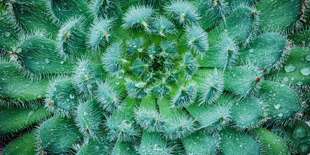 Fuzzy Succulents