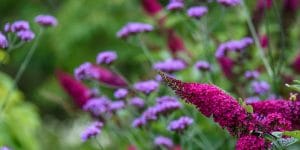 Miss Molly Butterfly Bush