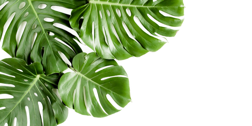 Monstera Esqueleto