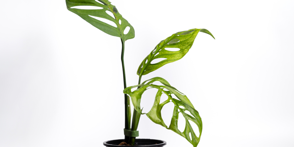 Monstera Esqueleto