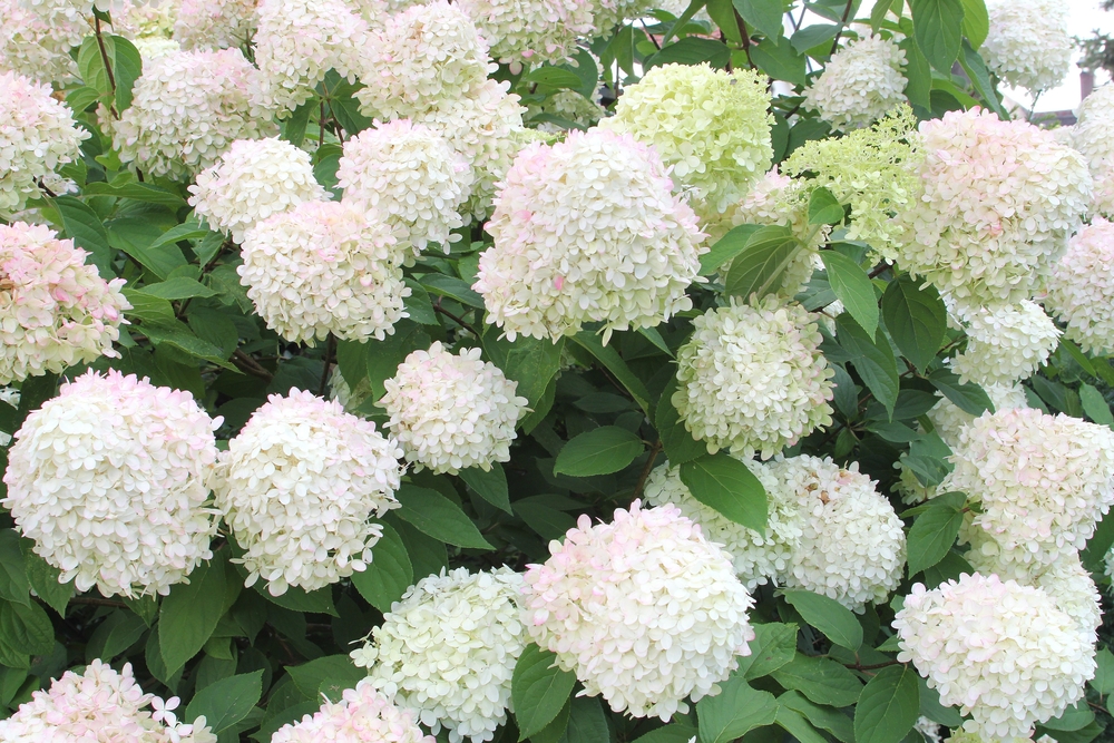   Lime on Hydrangeas