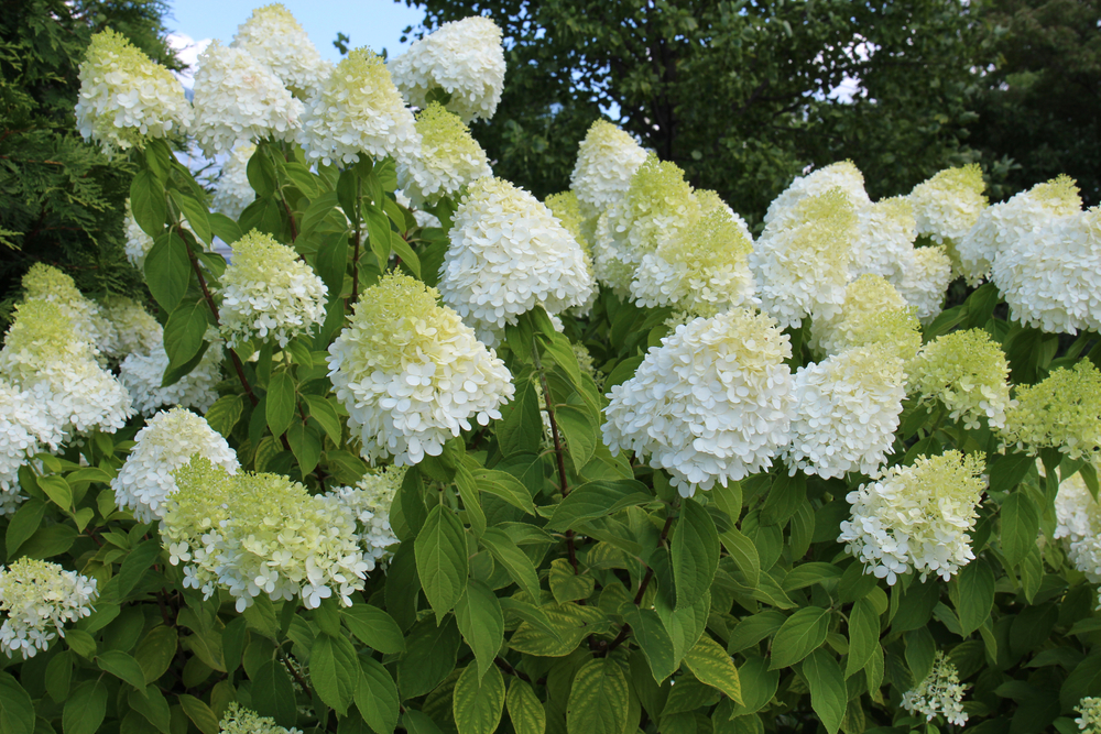 Moonrock Hydrangea