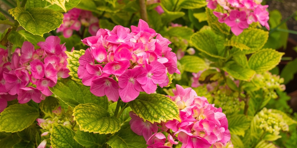 Do Hydrangeas Grow In Florida