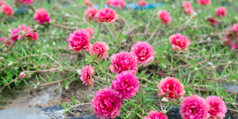 Moss Rose