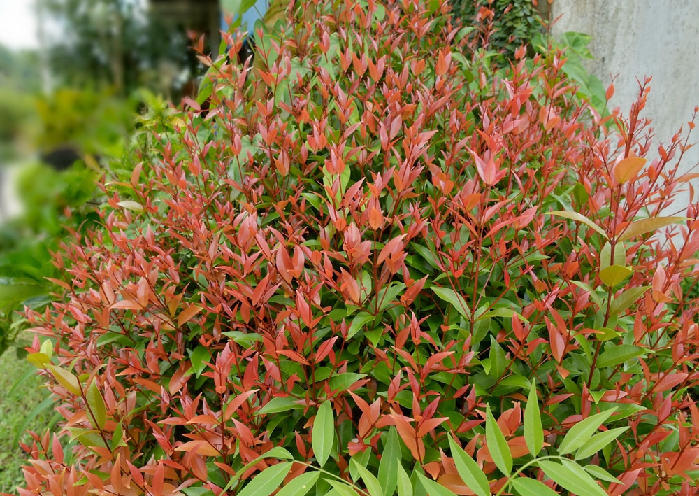 Nandina Gulf Stream