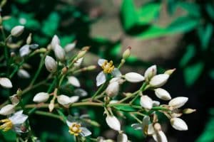 nandina planting