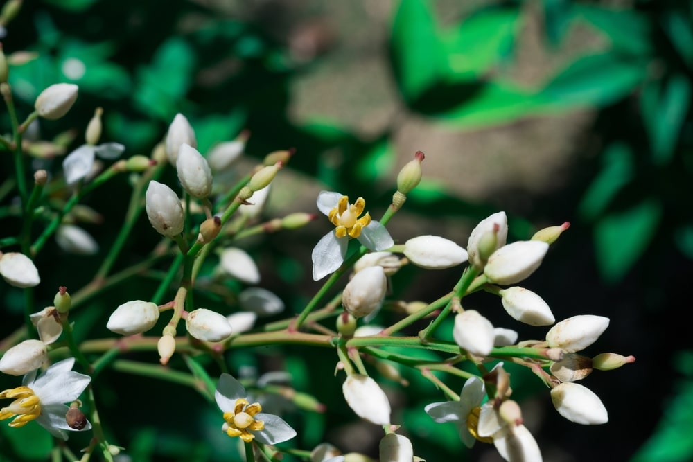 nandina planting