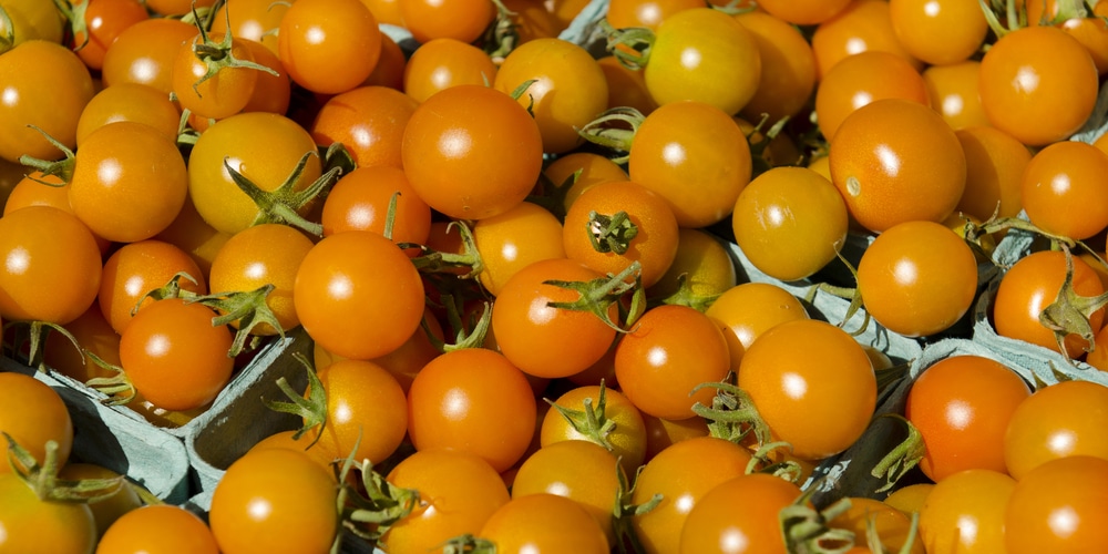 how deep do tomato roots grow