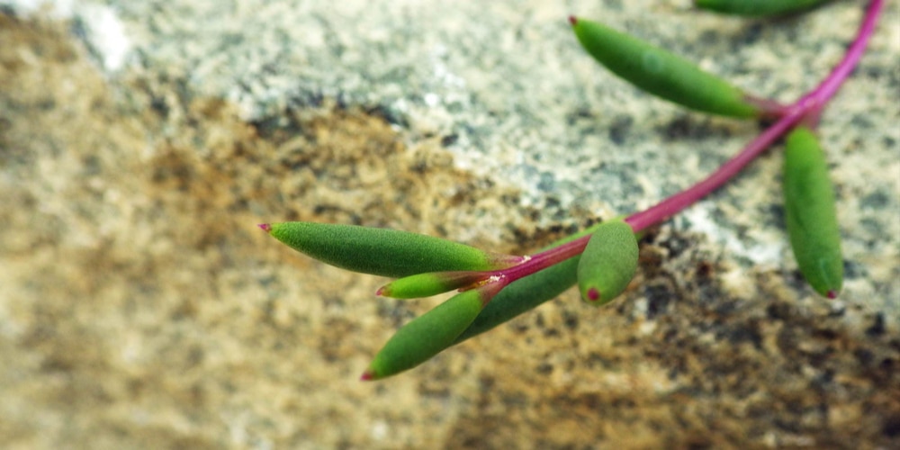 Othonna Capensis