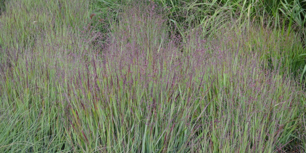 Best Ornamental Grasses For Wet Soil