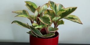 Peperomia Ginny