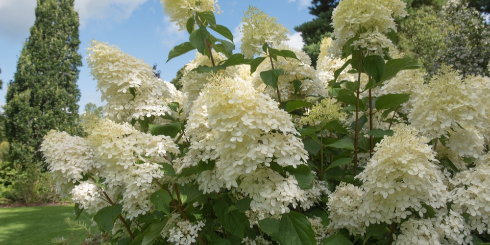 Phantom Hydrangea