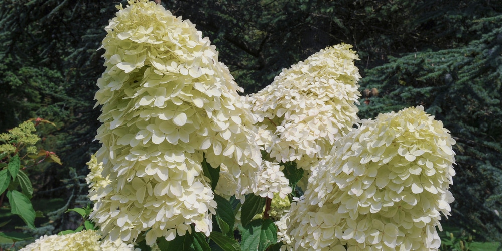 Phantom Hydrangea