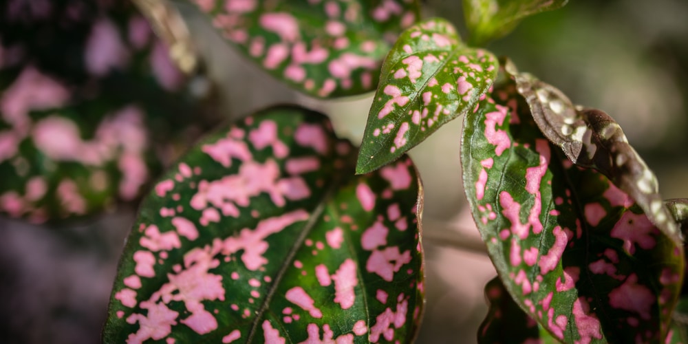 propagate polka dot plant