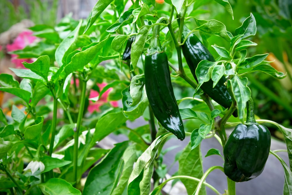 When to Pick Poblano Peppers