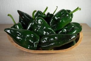 When to Pick Poblano Peppers