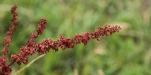 Red Sorrel