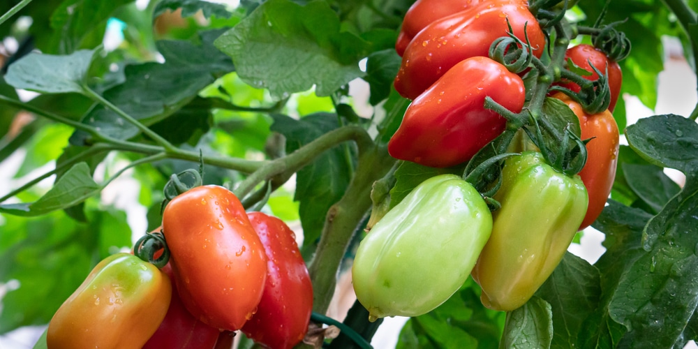 mushroom compost tomatoes