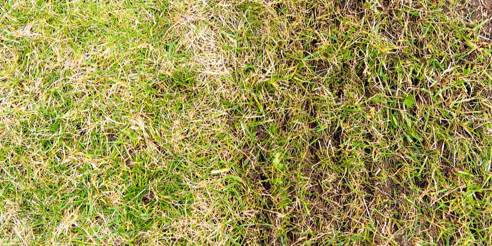 what is lawn scarifying