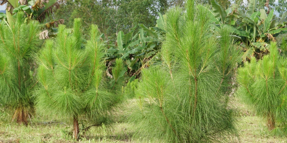 What Are the Brown Things That Fall From Pine Trees? 