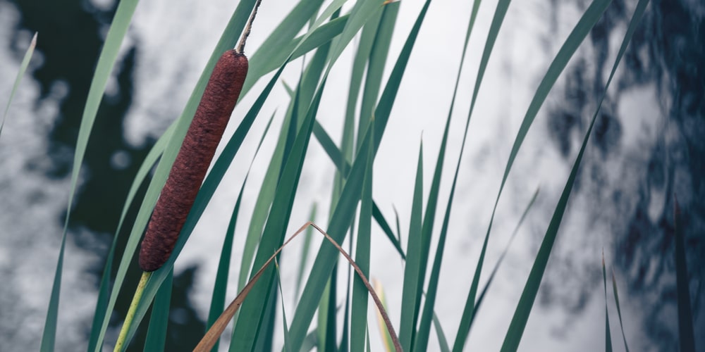 Best Ornamental Grasses For Wet Soil