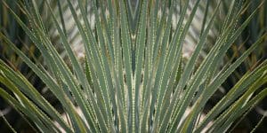 Spiked Dracaena