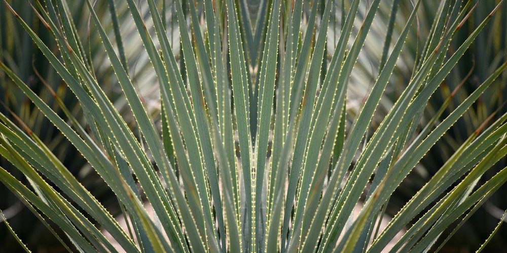 Spiked Dracaena